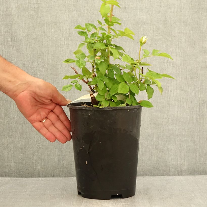 Esemplare di Rosa Catherine Frot Vaso da 4L/5L consegnato in estate