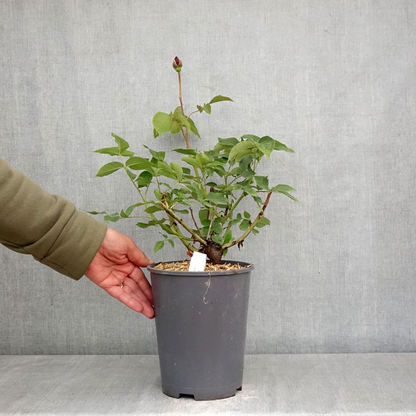 Rosa Charles de Gaulle - Rose ibrida di tea Vaso da 4L/5L esemplare consegnato in primavera