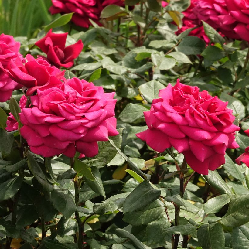 Rosa Charlotte Rampling - Rose ibrida di tea (Fioritura)