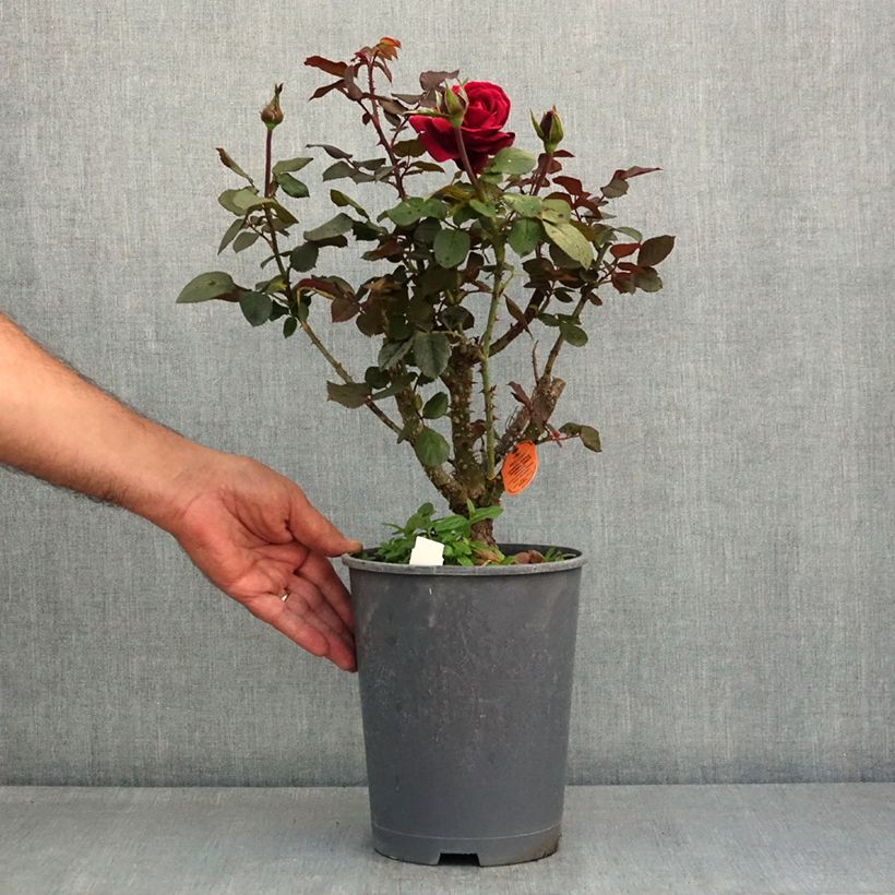 Esemplare di Rosa Charlotte Rampling - Rose ibrida di tea Vaso da 4L/5L consegnato in estate