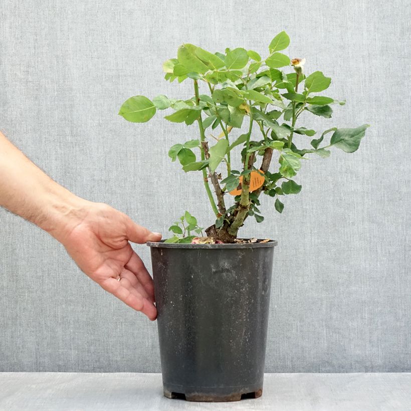 Example of Rosa Christophe Colomb - Rose ibrida di tea Vaso da 4L/5L as you get in ete