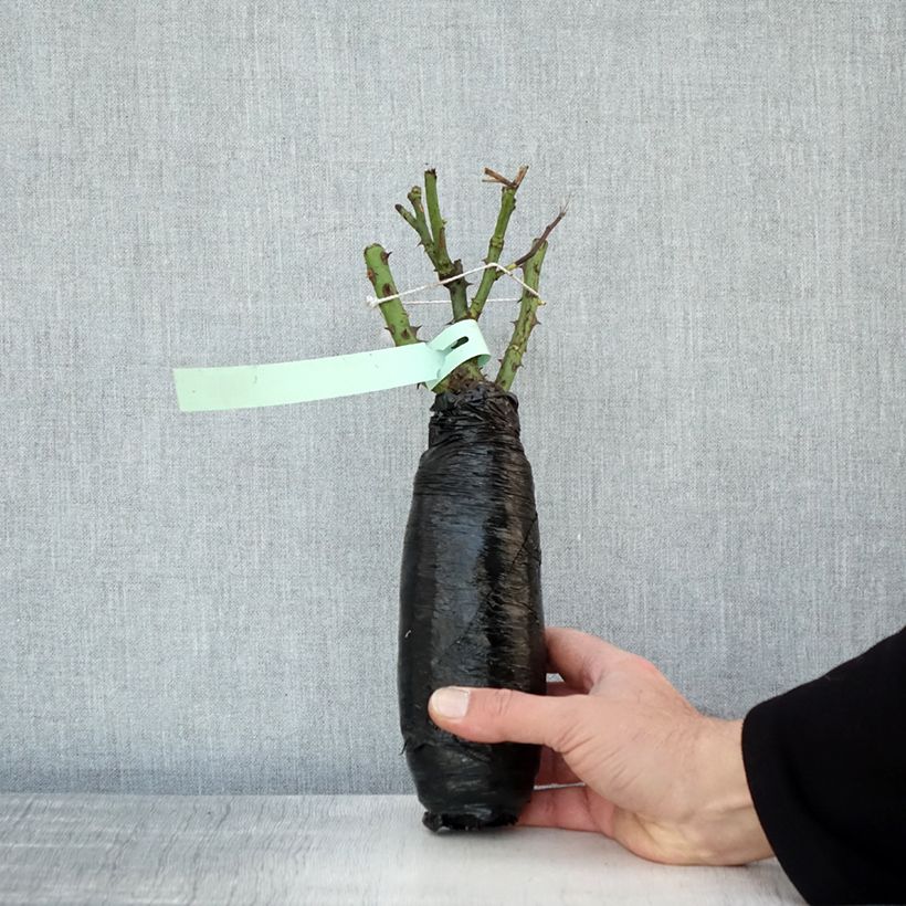 Example of Rosa Clair Renaissance - Rose ibrida di tea Zolla a radice nuda as you get in hiver