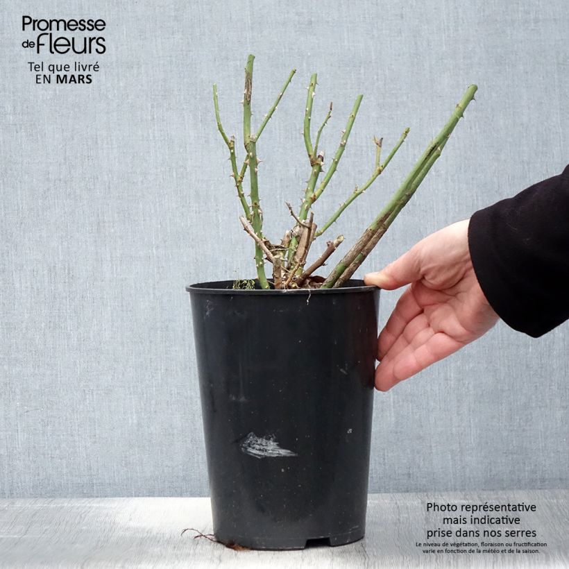 Example of Rosa Clair Renaissance - Rose ibrida di tea Vaso da 4L/5L as you get in printemps