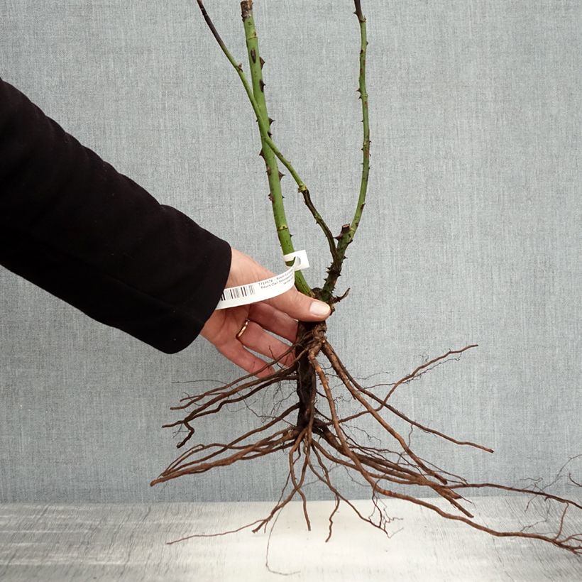 Example of Rosa Clair Renaissance - Rose ibrida di tea Piante piccole a radice nuda as you get in hiver