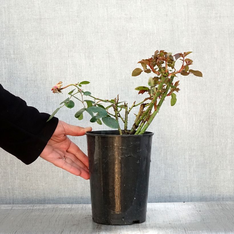 Esemplare di Rosier à grandes fleurs Claire Marshall Pot de 2L/3L come consegnato in autunno