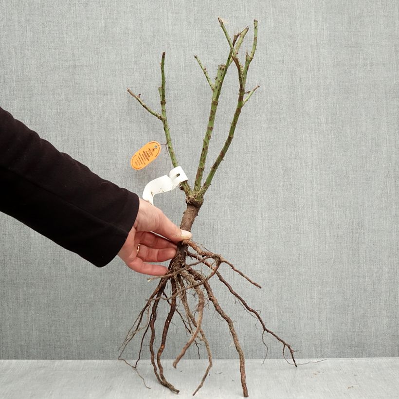 Rosa Claude Brasseur - Rose ibrida di tea Piante piccole a radice nuda esemplare consegnato in inverno