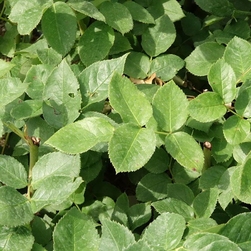 Rosa Courage - Rose ibrida di tea (Fogliame)