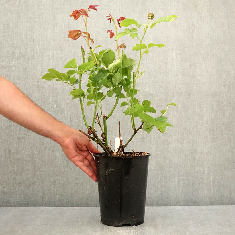 Example of Rosa Crémet d'Anjou Vaso da 4L/5L as you get in ete