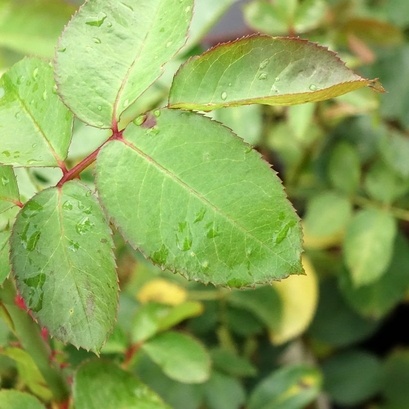 Rosa Criterion (Foliage)