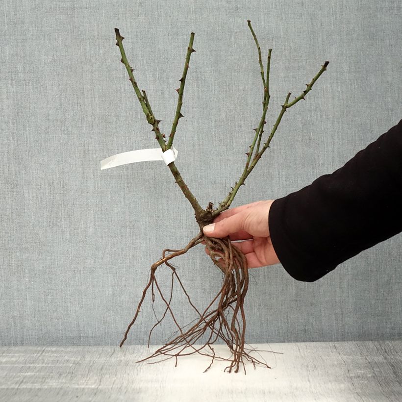 Example of Rosa Dame de Coeur Piante piccole a radice nuda as you get in hiver