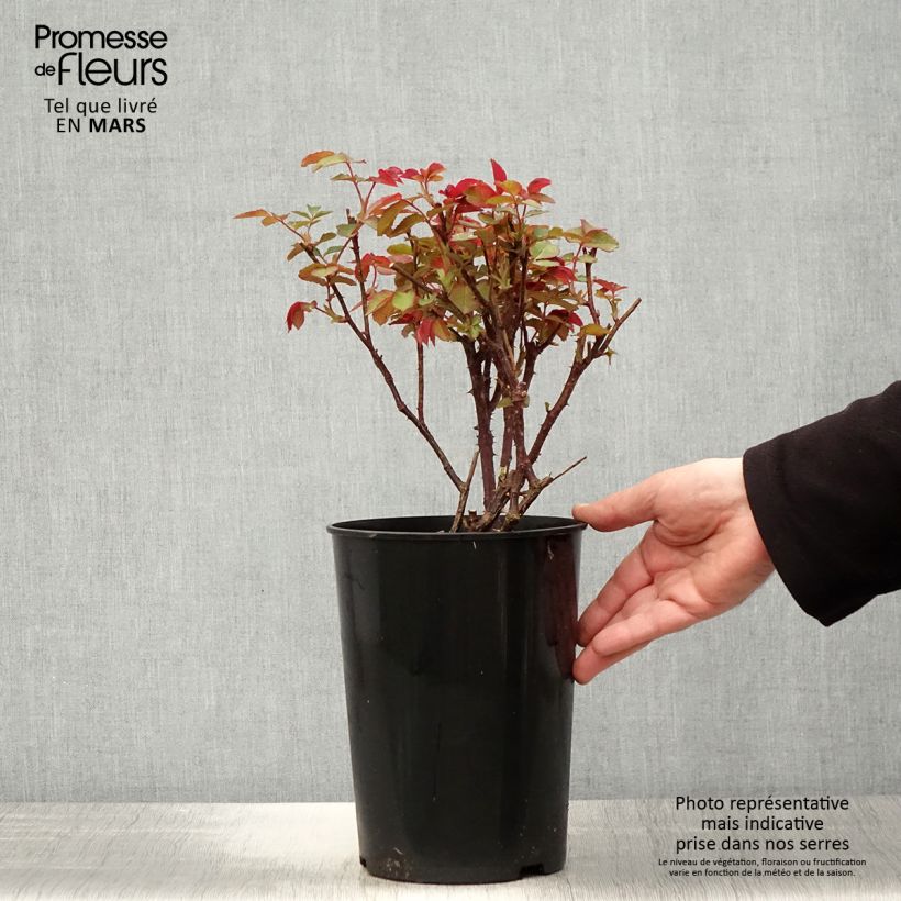 Example of Rosa Diamond Jubilee Vaso da 4L/5L as you get in printemps