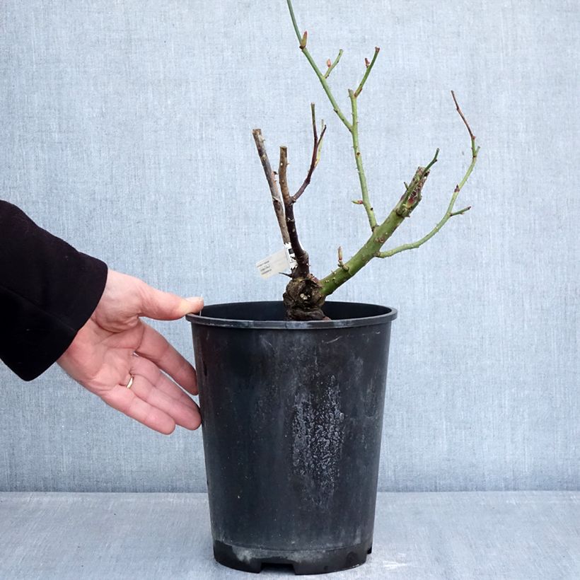 Rosa Dioressence - Rose ibrida di tea Vaso da 4L/5L esemplare consegnato in inverno
