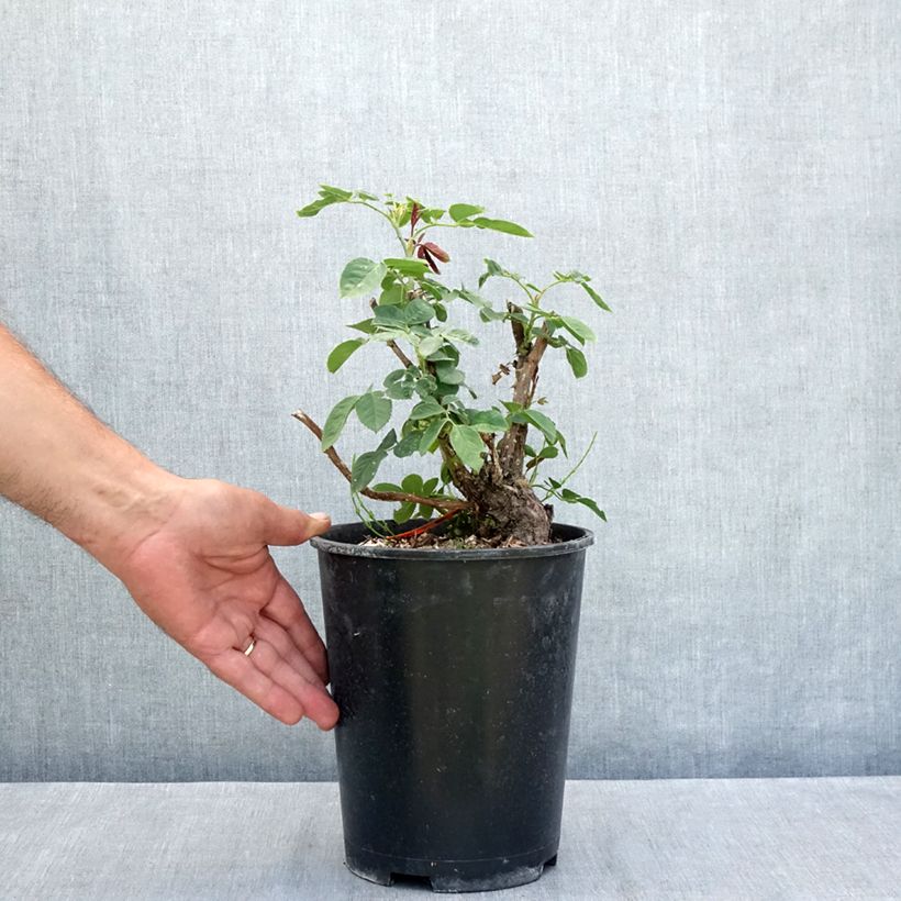 Esemplare di Rosa Donatella - Rose ibrida di tea Vaso da 4L/5L consegnato in estate