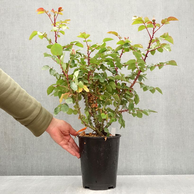Rosa Drakkar - Rose ibrida di tea Vaso da 4L/5L esemplare consegnato in primavera