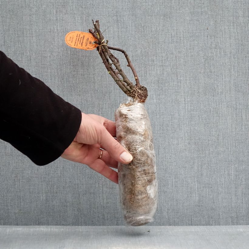 Example of Rosa Edith Piaf  - Rose ibrida di tea Zolla a radice nuda as you get in hiver