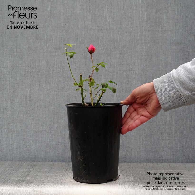 Esemplare di Rosa Elaine Paige Vaso da 4L/5L come consegnato in autunno