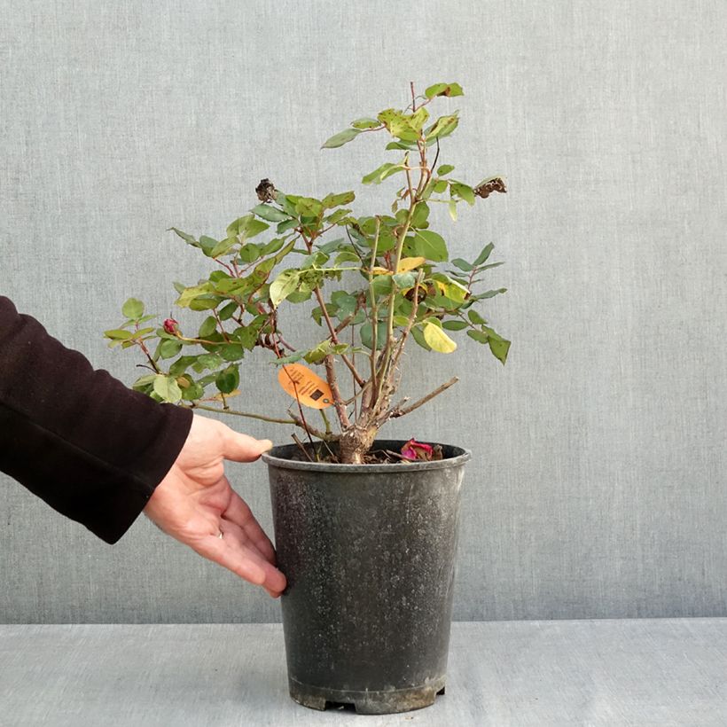 Esemplare di Rosier à grandes fleurs Elégance Française Pot de 4L/5L come consegnato in autunno