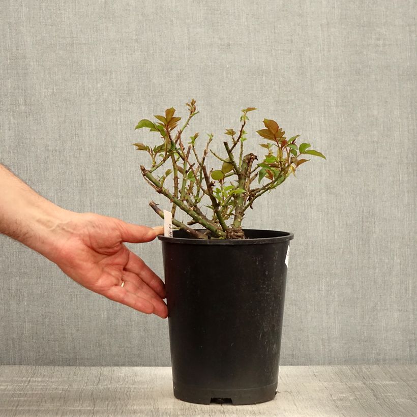 Example of Rosa Eleganza Meine Rose - Rose ibrida di tea Vaso da 4L/5L as you get in printemps