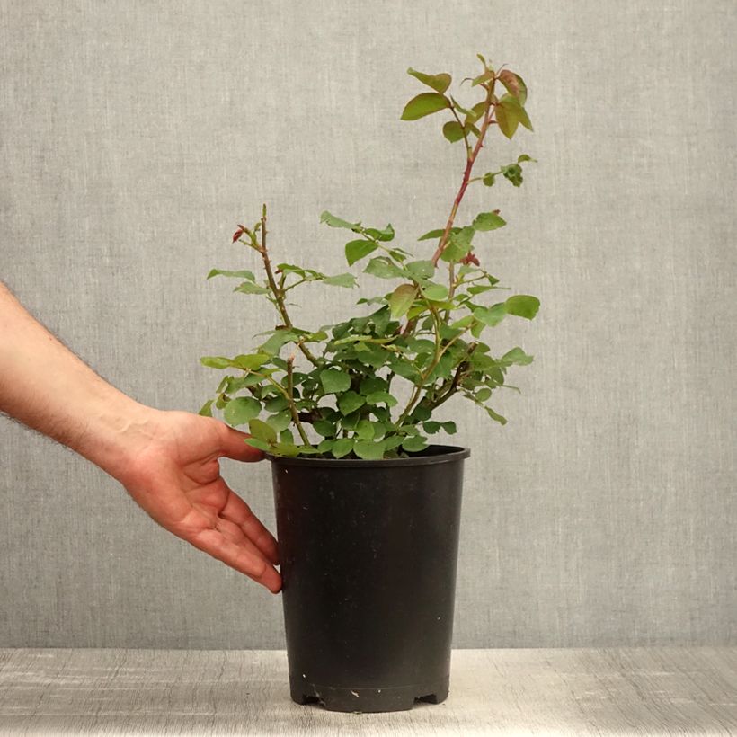 Example of Rosa Eleganza Oh Happy Day - Rose ibrida di tea Vaso da 4L/5L as you get in printemps