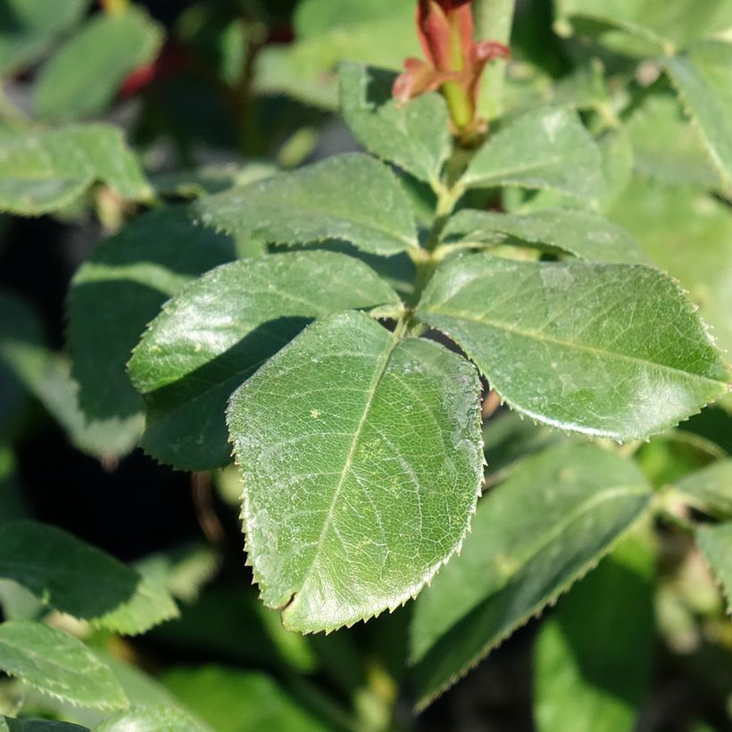 Rosa Eureka - Rose ibrida di tea (Foliage)