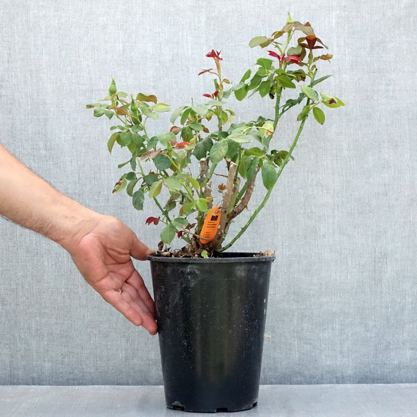 Example of Rosa Eureka - Rose ibrida di tea Vaso da 4L/5L as you get in ete