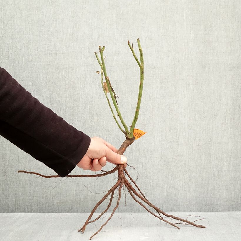 Rosa Frédéric Mistral Piante piccole a radice nuda esemplare consegnato in inverno