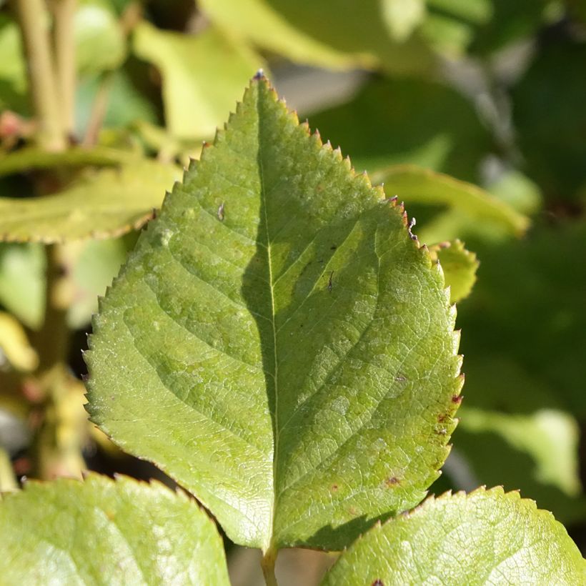 Rosa Gérard Depardieu - Rose ibrida di tea (Fogliame)