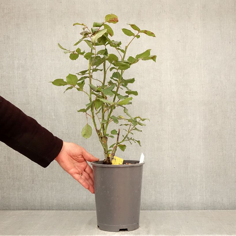Rosa Girandola - Rose ibrida di tea Vaso da 4L/5L esemplare consegnato in primavera