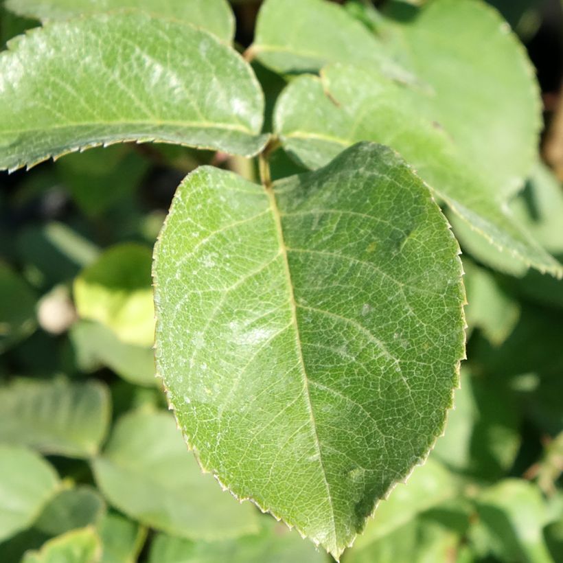 Rosier à grandes fleurs Golden Perfumella (Fogliame)