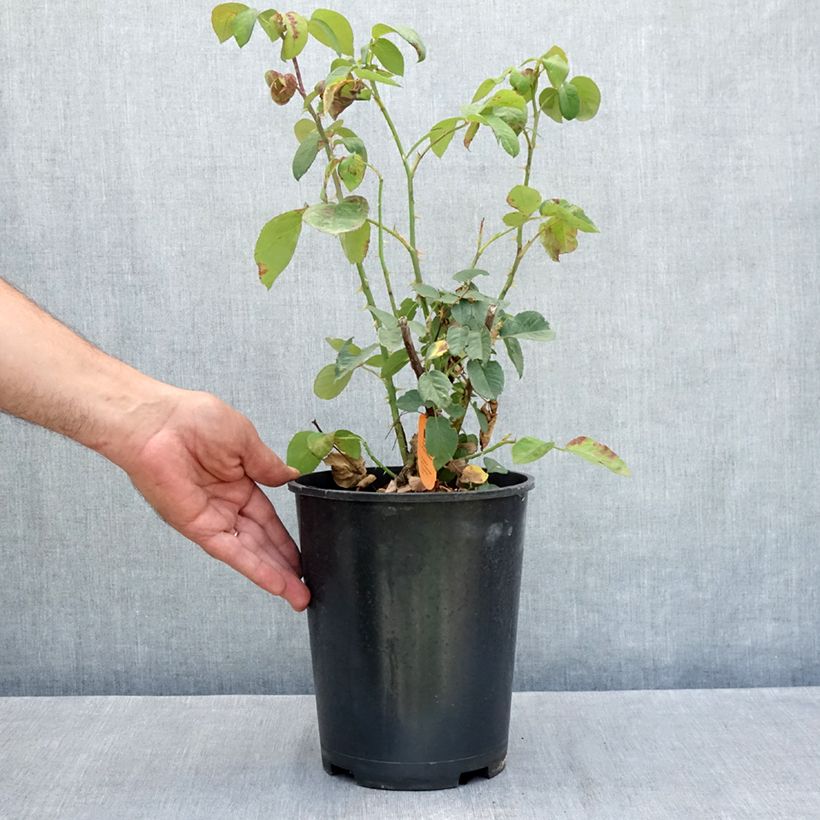 Esemplare di Rosier à grandes fleurs Golden Perfumella Vaso da 4L/5L consegnato in estate
