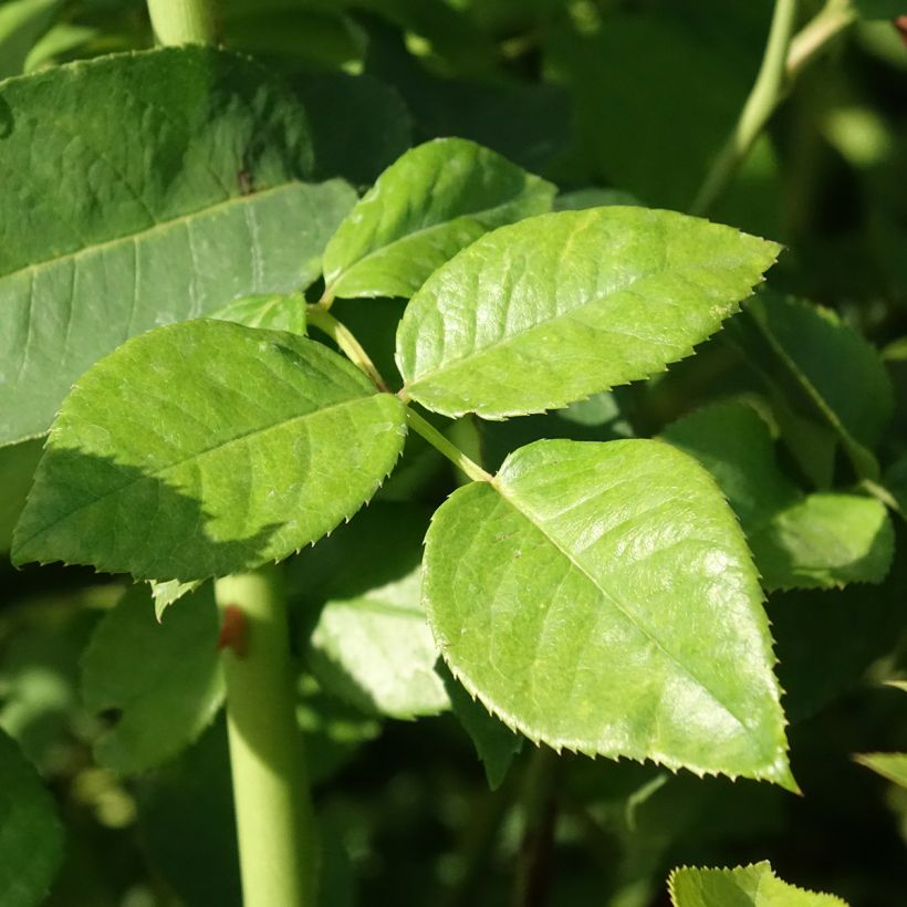 Rosa Goldfinger (Foliage)