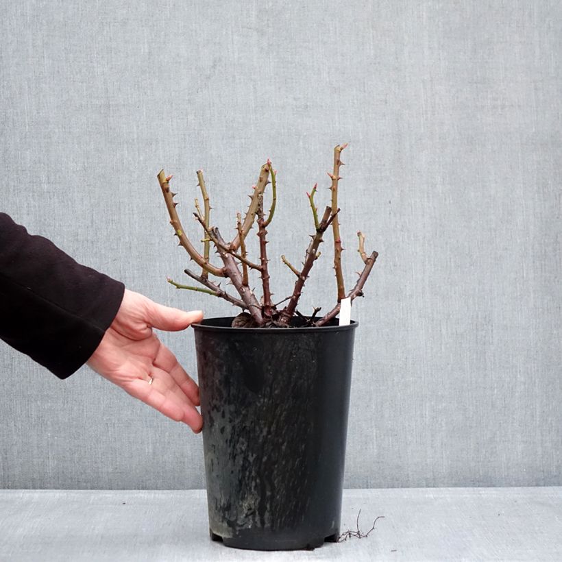 Example of Rosa Goldfinger Vaso da 4L/5L as you get in hiver