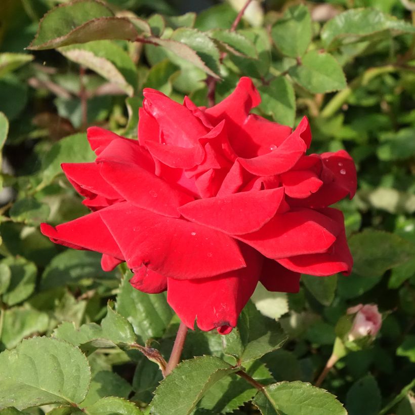 Rosa Grande Amore (Fioritura)