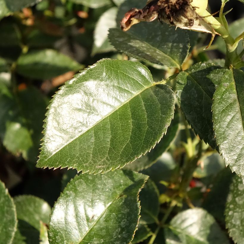 Rosa Grande Classe - Rosa ibrida di tea moderna (Foliage)