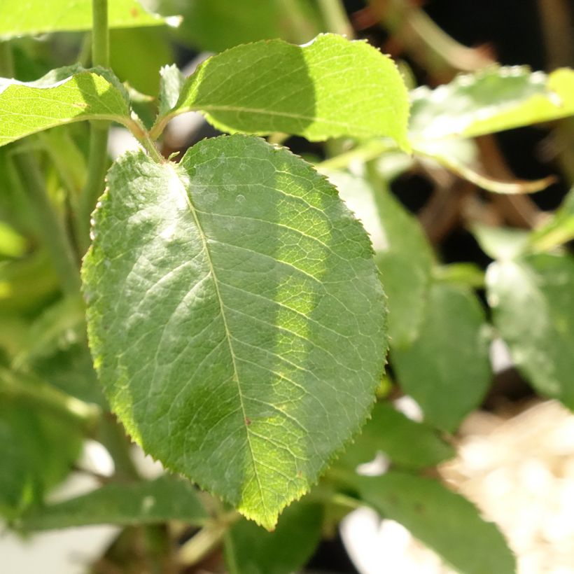 Rosa Guillaume Gomez (Fogliame)