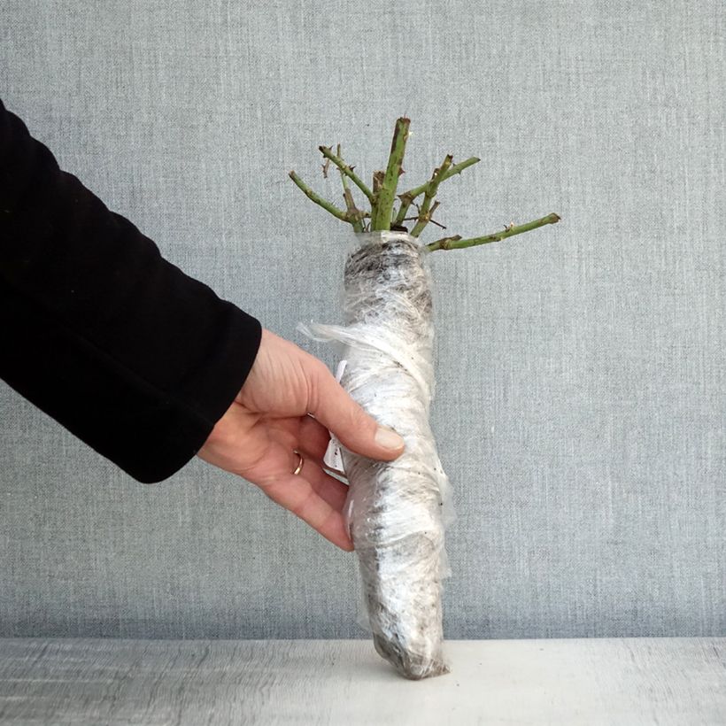 Rosa Guillaume Gomez Zolla a radice nuda esemplare consegnato in inverno