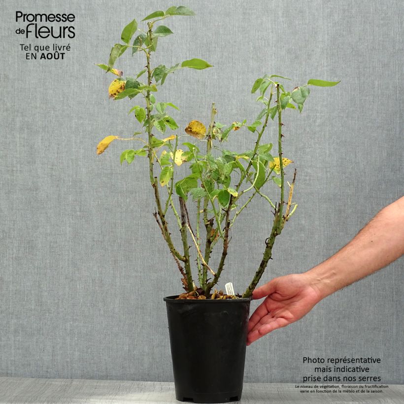 Example of Rosa Henri Delbard - Rose ibrida di tea Vaso da 3L/4L as you get in ete