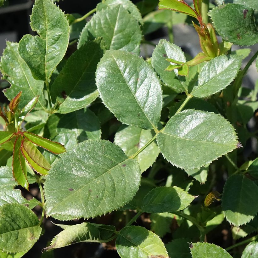 Rosa Holiday Island Key Largo - Rose ibrida di tea (Fogliame)