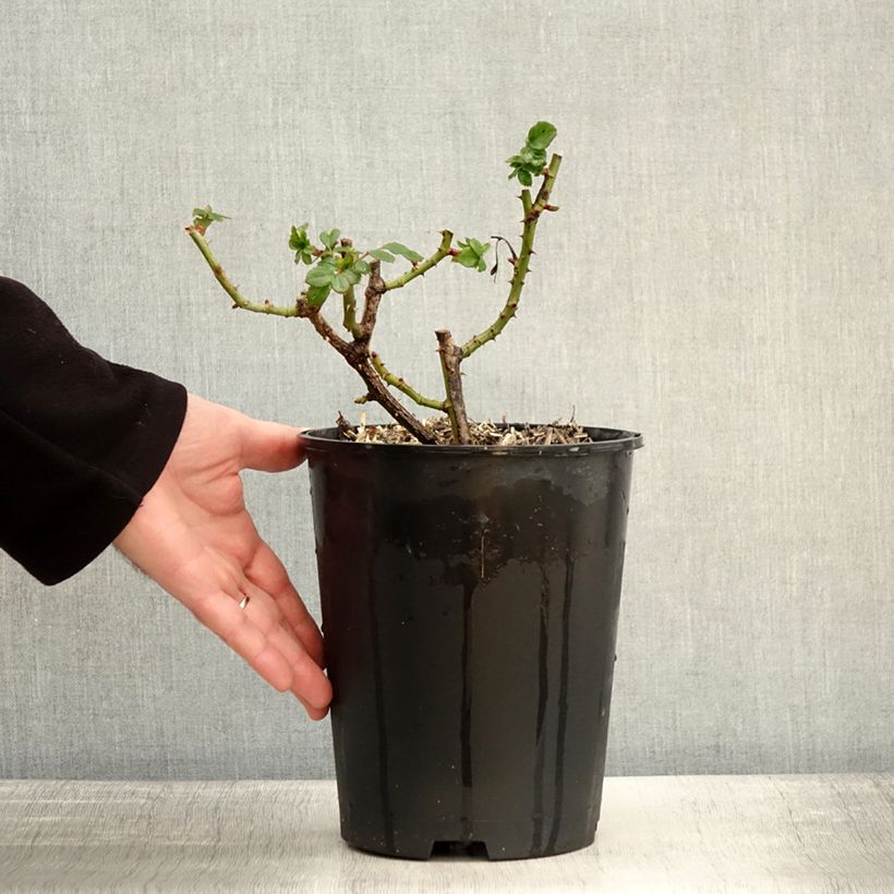 Rosa Holiday Island Key Largo - Rose ibrida di tea Vaso da 4L/5L esemplare consegnato in inverno