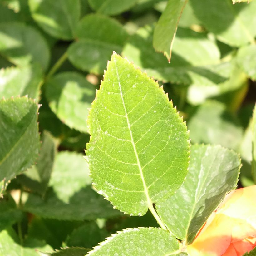 Rosa Ibiza - Rose ibrida di tea (Fogliame)