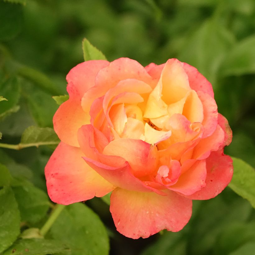 Rosa Ibiza - Rose ibrida di tea (Fioritura)