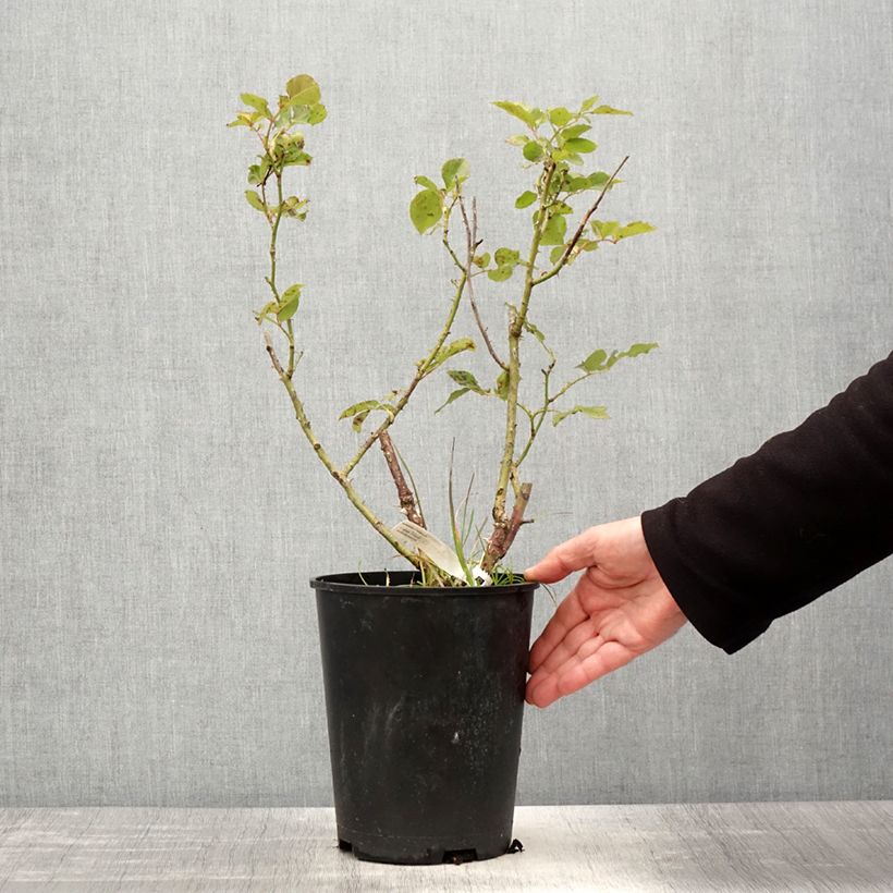 Example of Rosa Impératrice Farah - Rose ibrida di tea Vaso da 4L/5L as you get in printemps