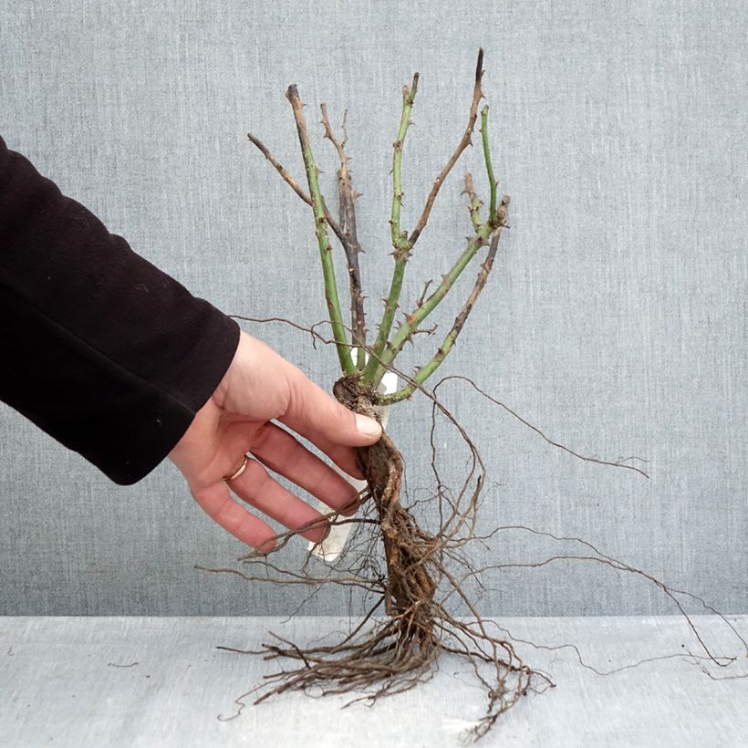 Example of Rosa Ingrid Bergman Piante piccole a radice nuda as you get in hiver