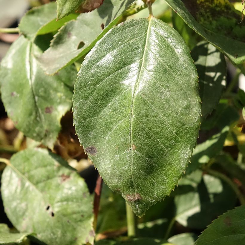 Rosa Jalitah (Fogliame)