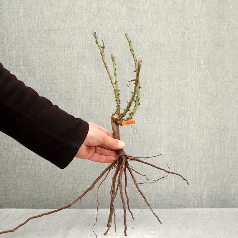 Example of Rosa Jardins de Bagatelle Piante piccole a radice nuda as you get in hiver