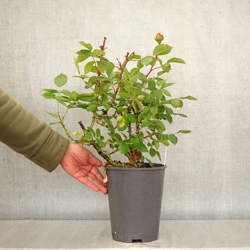 Rosa Jean de la Fontaine Vaso da 4L/5L esemplare consegnato in primavera
