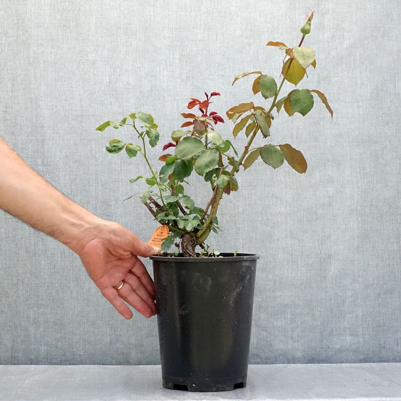 Esemplare di Rosier à grandes fleurs Jubilé Papa Meilland Vaso da 4L/5L consegnato in estate