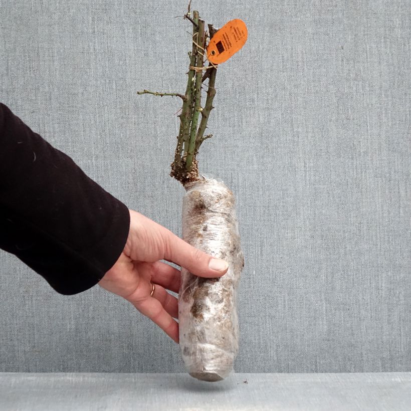 Rosier à grandes fleurs Jubilé Papa Meilland Zolla a radice nuda esemplare consegnato in inverno