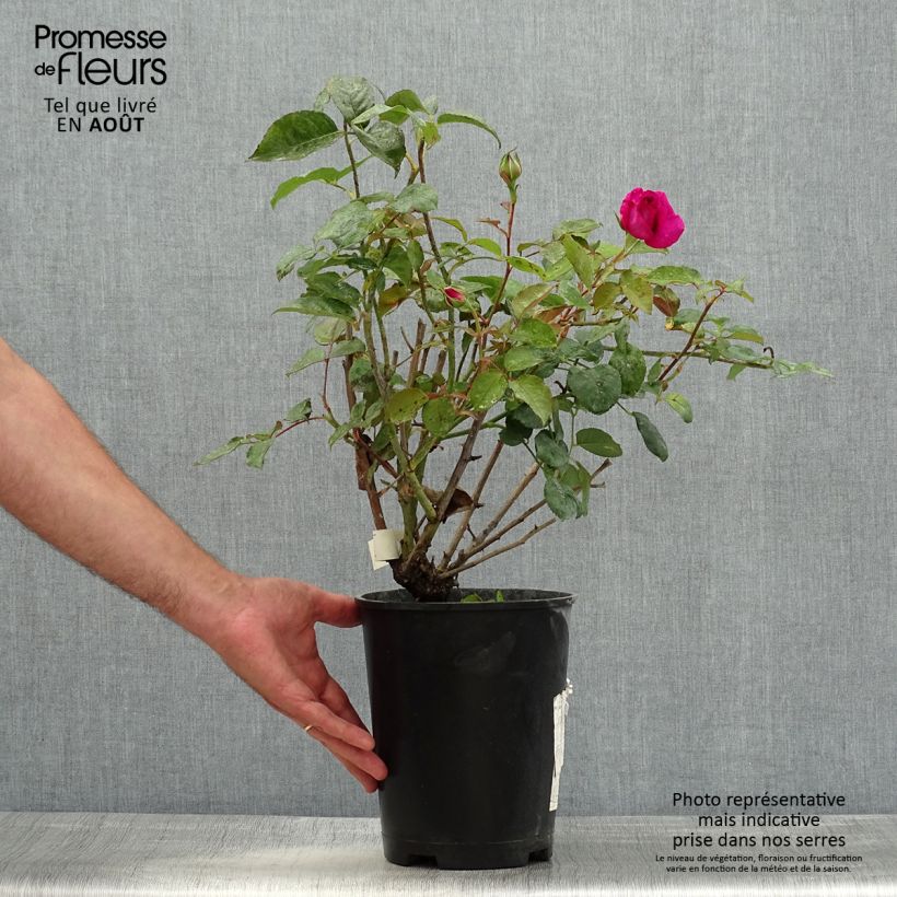 Esemplare di Rosa Kazatchok Vaso da 4L/5L consegnato in estate