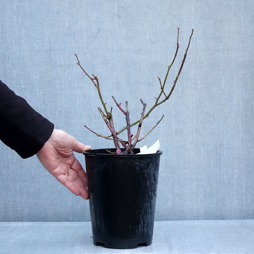 Example of Rosa Kazatchok Vaso da 4L/5L as you get in hiver